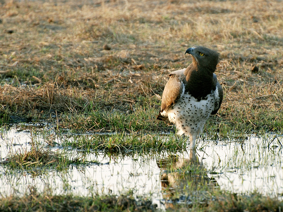 Martial Eagle (Botswana)