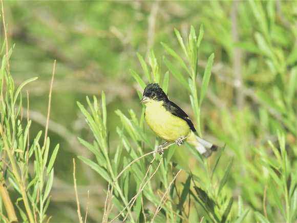 Lesser Goldfinch, black-backed (USA)