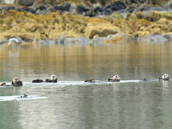 Northern Sea Otter (USA)