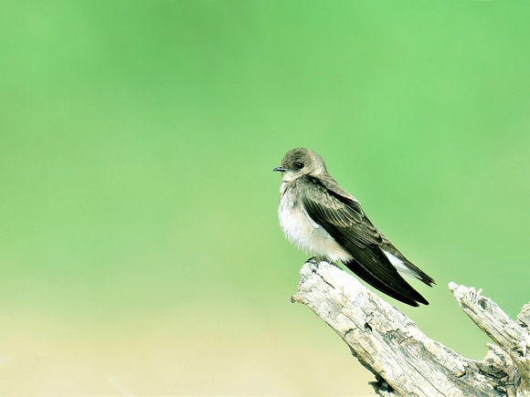Northern Roughed-winged Swallow (USA)