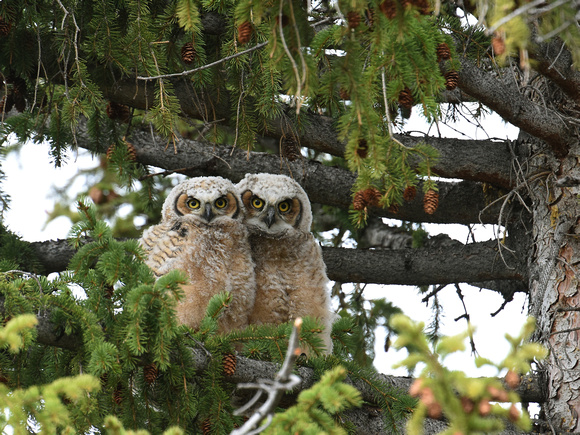 Great Horned Owl fledglings (USA)