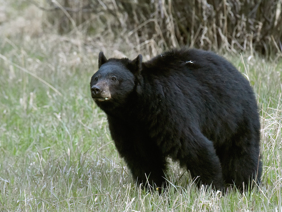 Black Bear (USA)