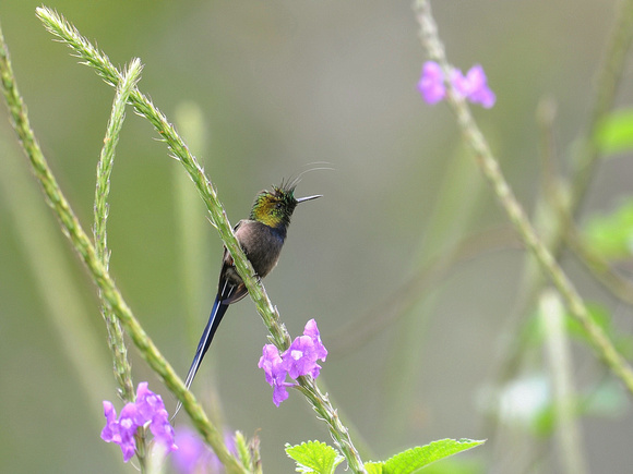 Wire-crested Thorntail (Ecuador)