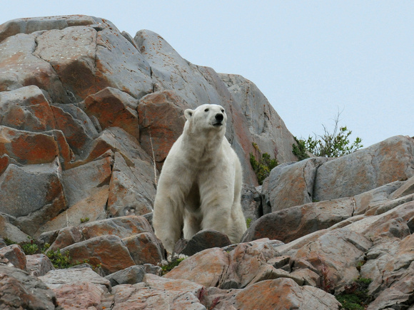 Polar Bear (Canada)