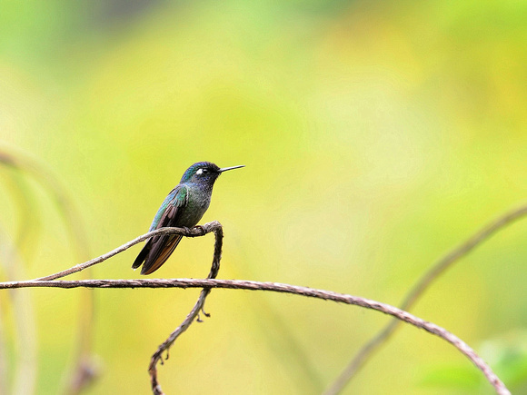 Violet-headed Hummingbird (Ecuador)