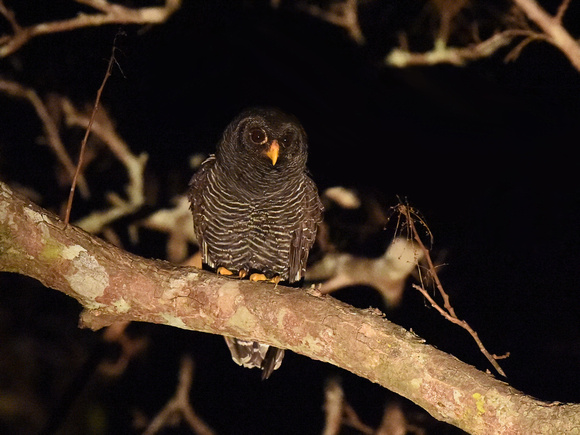 Black-banded Owl (Brazil)