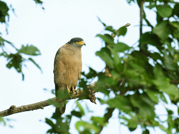 Crested Serpent Eagle, adult (India)