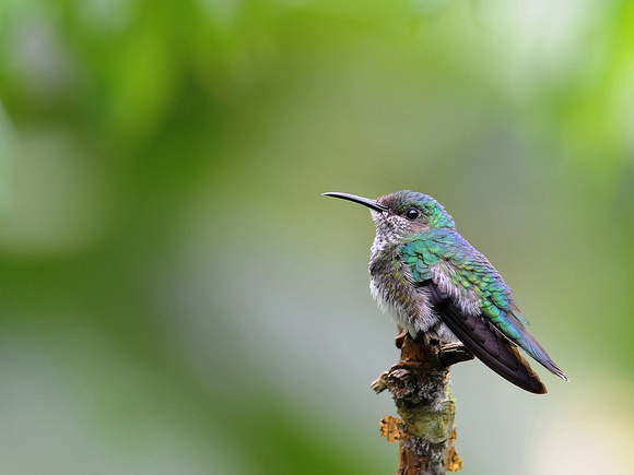 Violet-bellied Hummingbird, female (Ecuador)