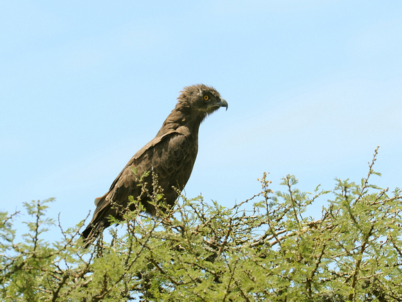 Brown-chested Snake-Eagle