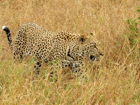 Leopard (Tanzania)