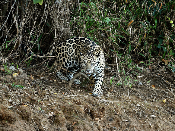 Jaguar (Brazil)