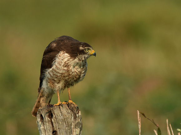 Roadside Hawk (Brazil)