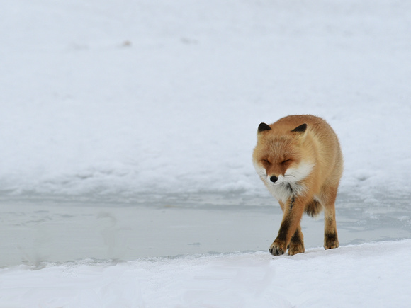 Red (Japanese) Fox (Japan)