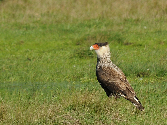 Southern Crested Caracara, adult (Argentina)
