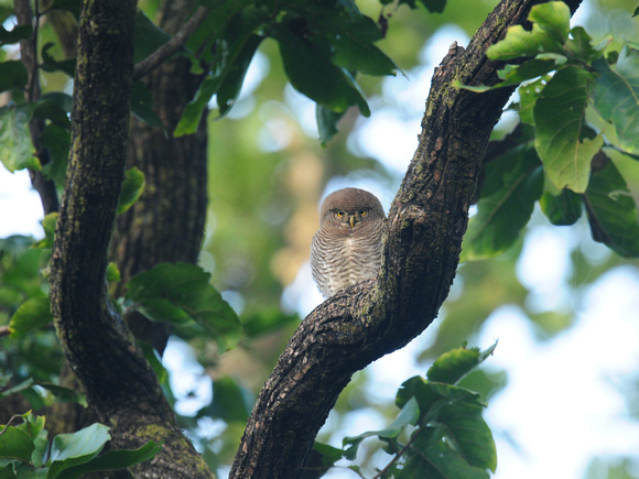 Jungle Owler (India)