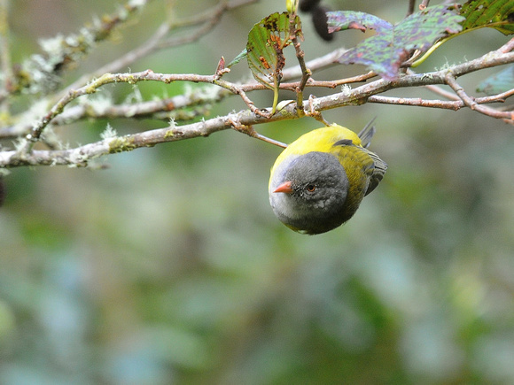Grey-headed Bush-Tanager (Ecuador)