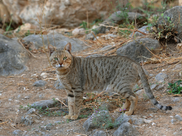 African Wild Cat (Oman)