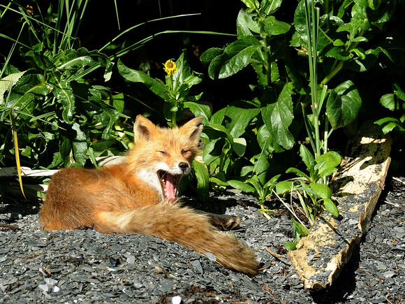Red (Kodiak) Fox (USA)