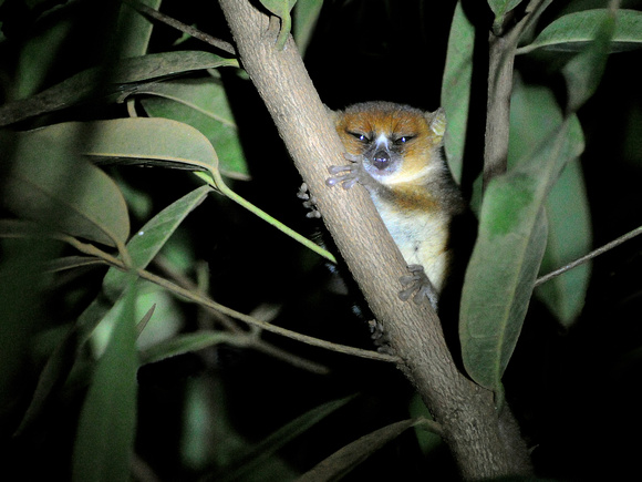 Arnhold's Mouse Lemur (Madagascar)