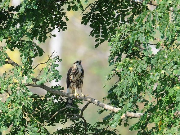 Grey-lined Hawk, immature (Ecuador)