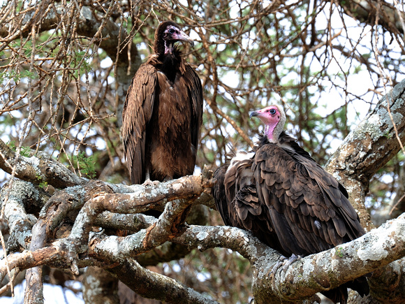 Hooded Vulture, adult and immature (Tanzania)