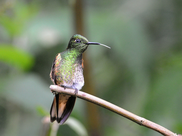 Buff-winged Starfrontlet, male (Ecuador)