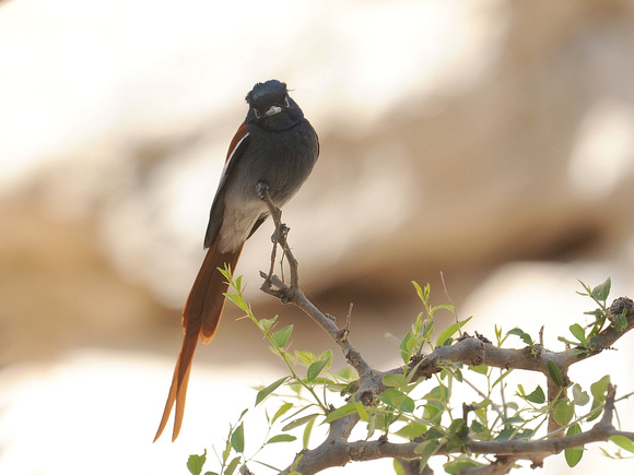 African Paradise Flycatcher, male breeding (Oman)