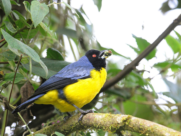 Hooded Mountain-Tanager (Ecuador)