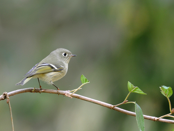 Ruby-crowned Kinglet, male (USA)