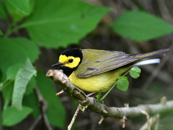 Hooded Warbler, male (USA)