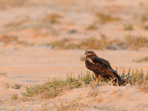 Western Marsh Harrier, female (Oman)