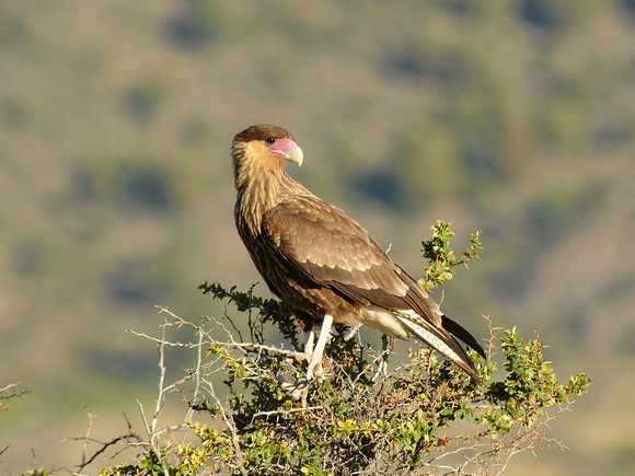 Southern Crested Caracara, immature (Argentina)