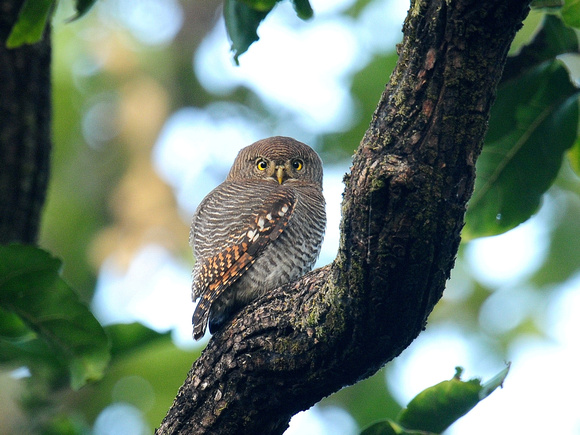 Jungle Owlet (India)