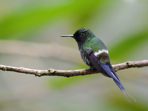 Green Thorntail, male (Ecuador)