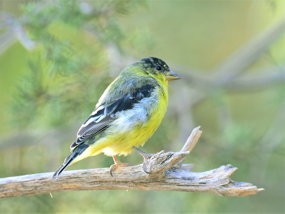 Lesser Goldfinch, green-backed (USA)