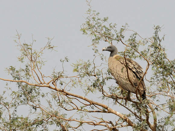 Indian Vulture (India)
