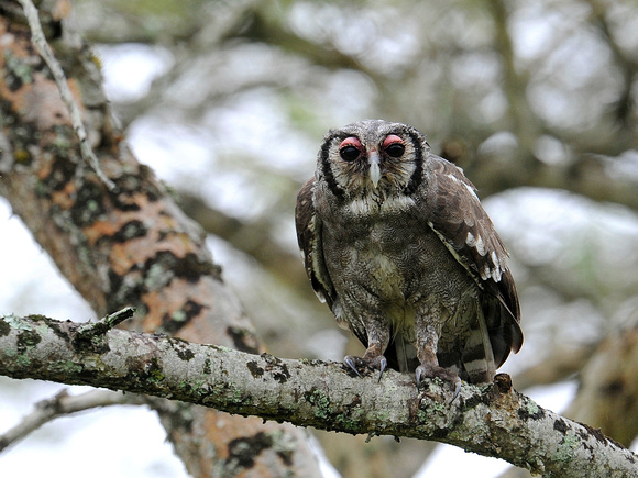 Verreaux's Eagle-Owl, juvenile (Tanzania)