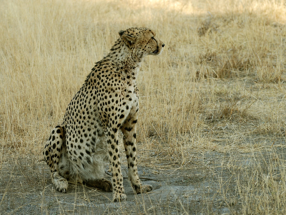 Cheetah (Botswana)