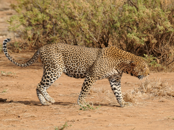 Leopard (Kenya)