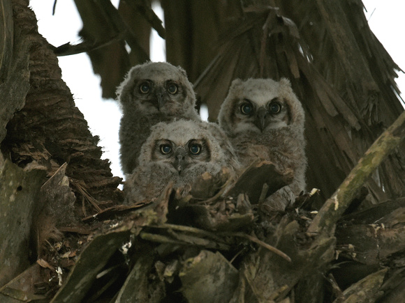 Great Horned Owl chicks (USA)