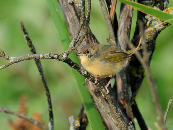 Mourning Warbler, immature (Canada)