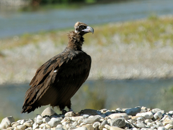 Cinnereous Vulture (Turkey)