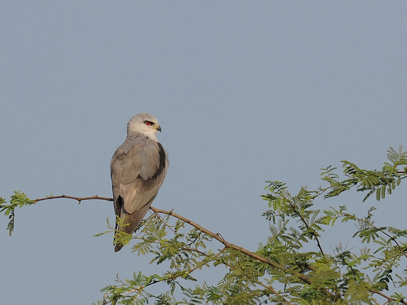 Black-winged Kite (India)