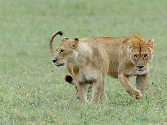 Lion (Tanzania)