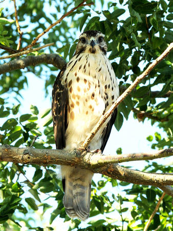 Broad-winged Hawk (USA)