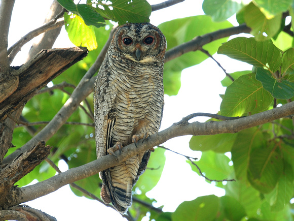 Mottled Wood Owl (India)