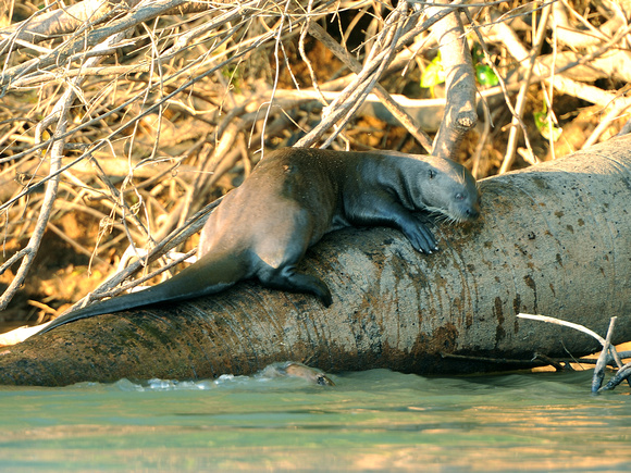 Giant River Otter (Brazil)