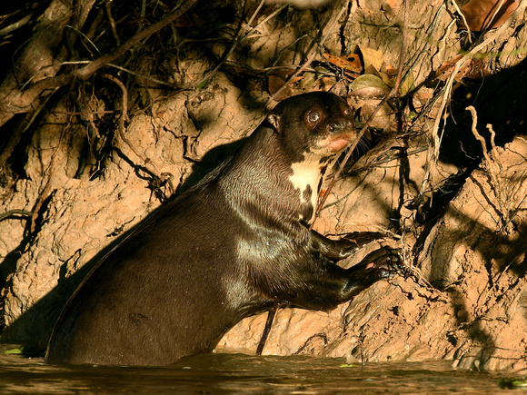 Giant River Otter (Brazil)