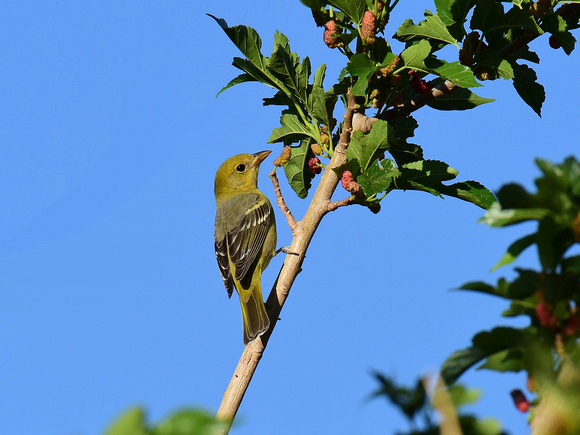 Western Tanager, female (USA)