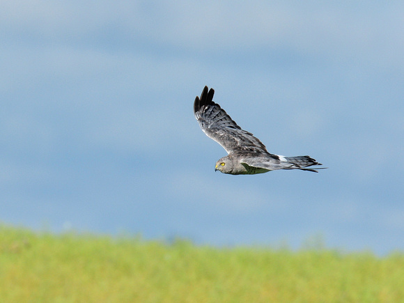 Northern Harrier, male (Canada)